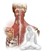 yoga terapeutico columna cervicotorcica