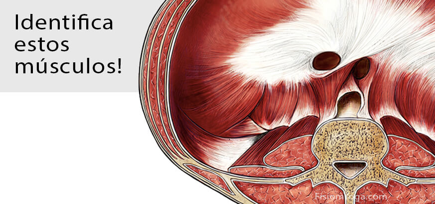 Músculos abdominales Músculos abdominales