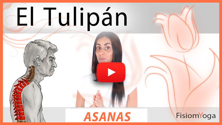 El Tulipán