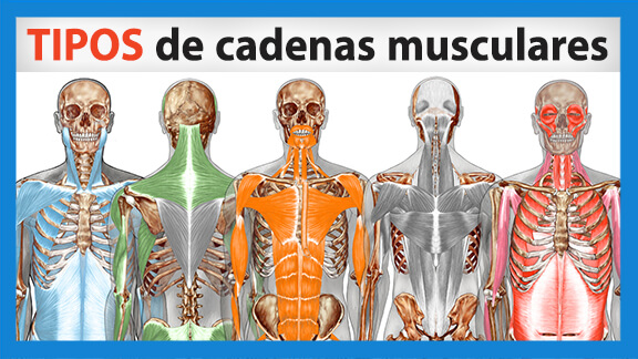 ¿Cómo funcionan las CADENAS MUSCULARES? | Fisiom