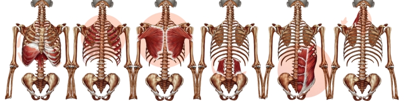 Nuevo Ejercicio: Estiramiento Intercostal Nuevo Ejercicio: Estiramiento Intercostal